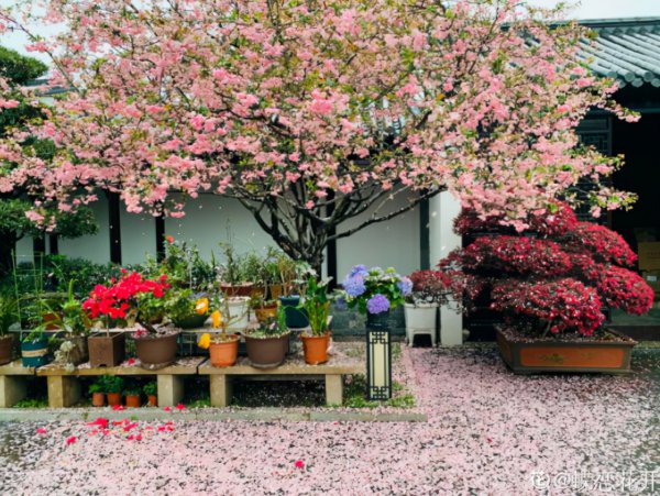 庭院十大吉祥树排名