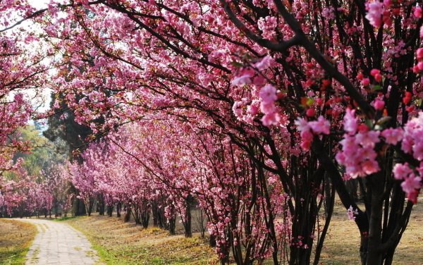 庭院十大吉祥树排名