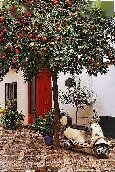 庭院十大吉祥树排名