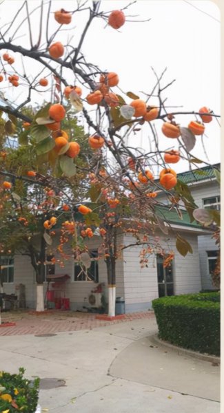 庭院十大吉祥树排名