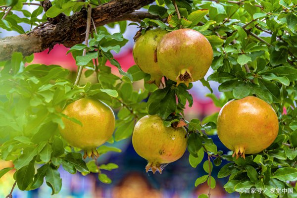 庭院十大吉祥树排名