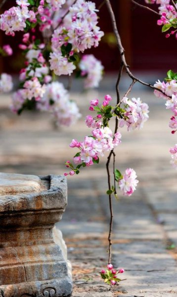 庭院十大吉祥树排名