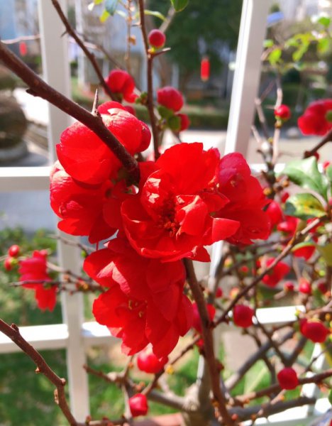 庭院十大吉祥树排名