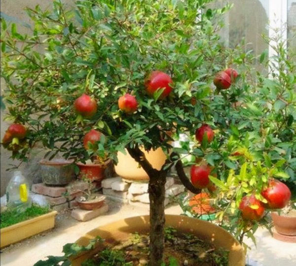 庭院十大吉祥树排名