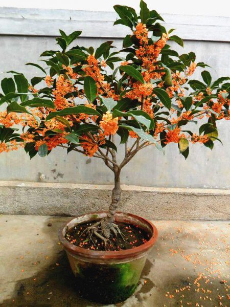 庭院十大吉祥树排名