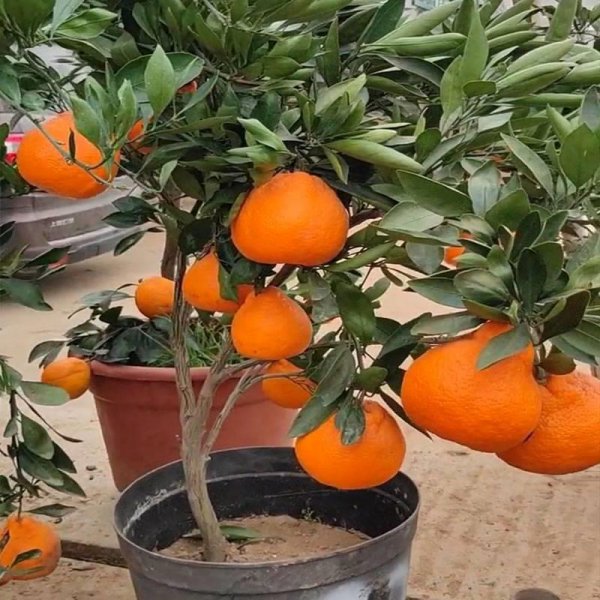 庭院十大吉祥树排名