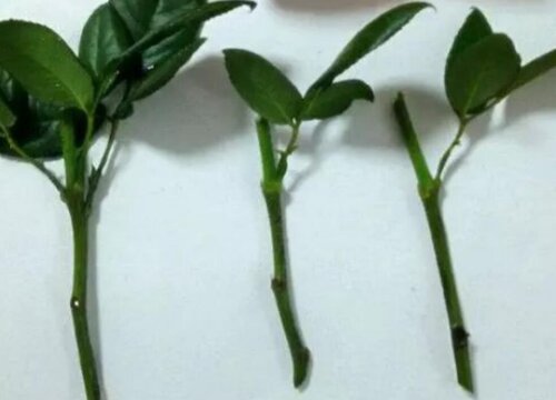 月季几月份插枝成活率高