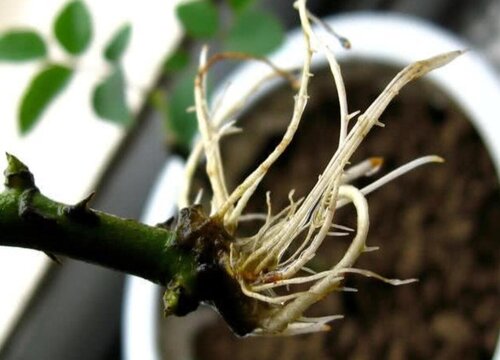 月季几月份插枝成活率高