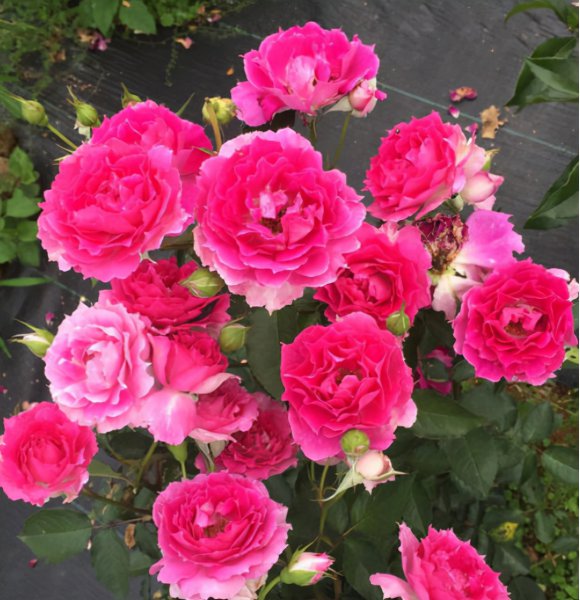 最稀有的月季花品种名称及图片