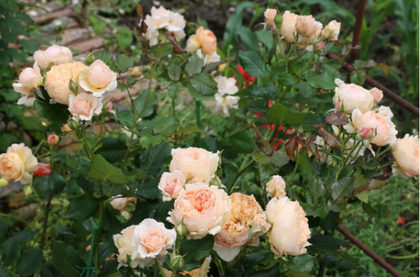 最稀有的月季花品种名称及图片