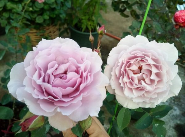 最稀有的月季花品种名称及图片