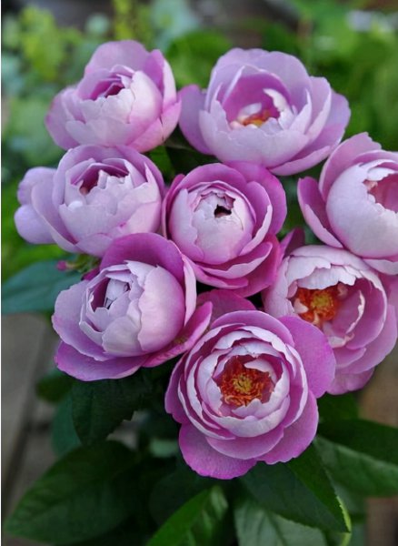 最稀有的月季花品种名称及图片