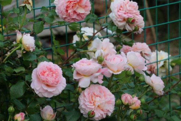 最稀有的月季花品种名称及图片