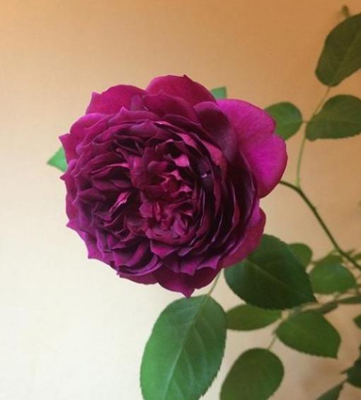 最稀有的月季花品种名称及图片