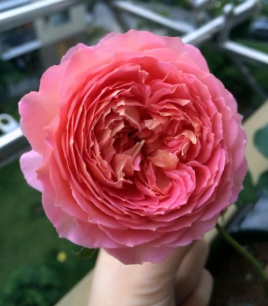 最稀有的月季花品种名称及图片