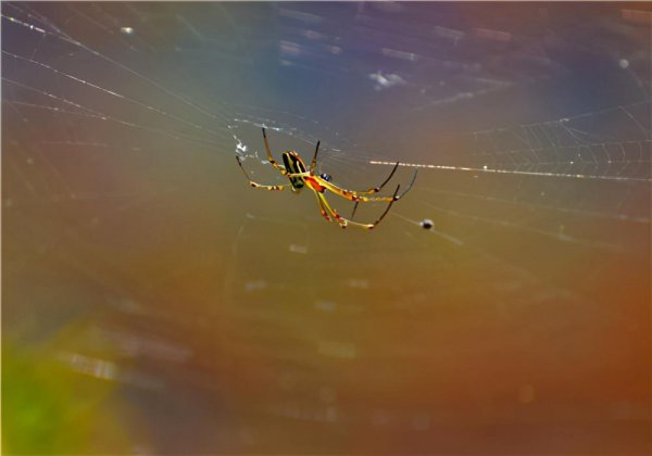 家里蜘蛛多怎么消除能彻底除掉