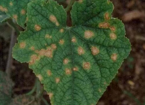 黄瓜炭疽病的发病原因及治疗方法