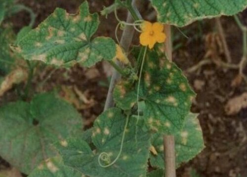 黄瓜炭疽病的发病原因及治疗方法