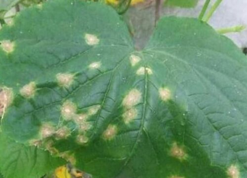 黄瓜炭疽病的发病原因及治疗方法