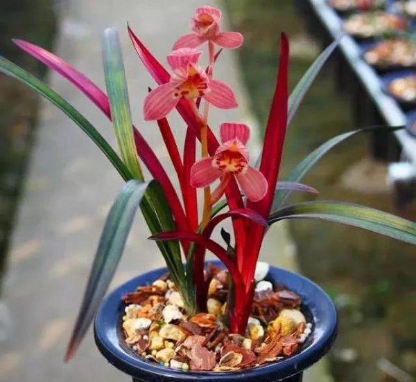 兰草促花的最佳方法