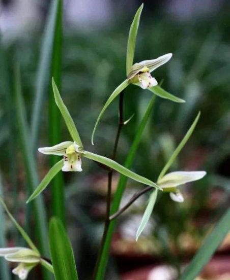 兰草促花的最佳方法