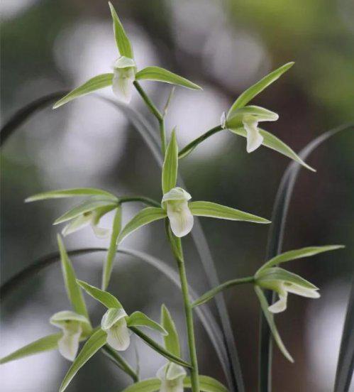 兰草促花的最佳方法