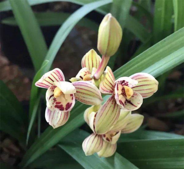 兰草促花的最佳方法