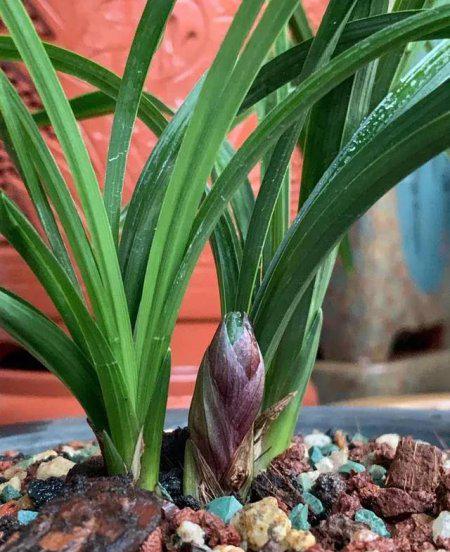 兰草促花的最佳方法