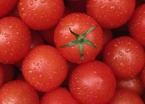 番茄是水果吗