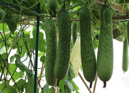 节瓜种植时间和方法