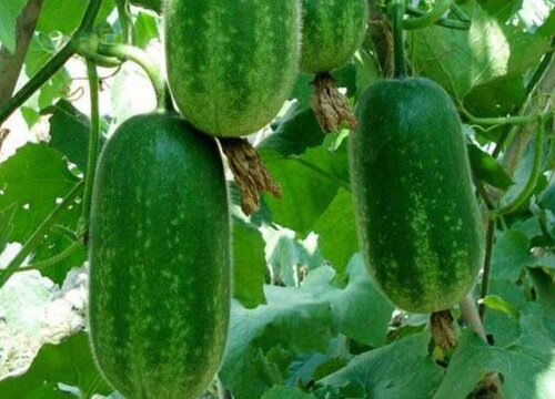 节瓜种植时间和方法