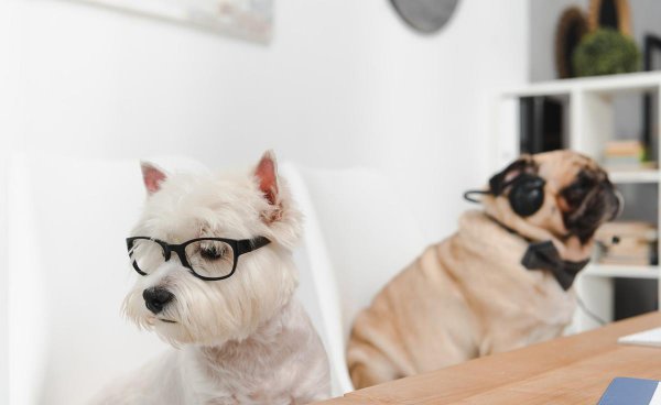 摸耳朵是什么心理暗示