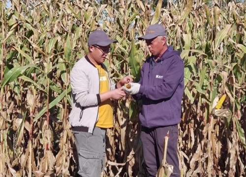 全国十大玉米种子品牌排行榜