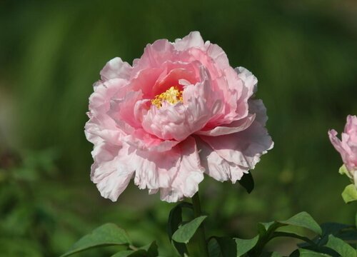 粉色牡丹花的寓意和象征
