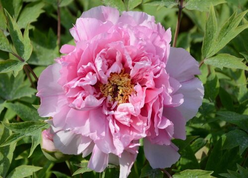 粉色牡丹花的寓意和象征