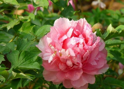 粉色牡丹花的寓意和象征