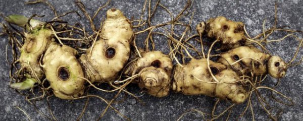 新鲜黄精如何保存