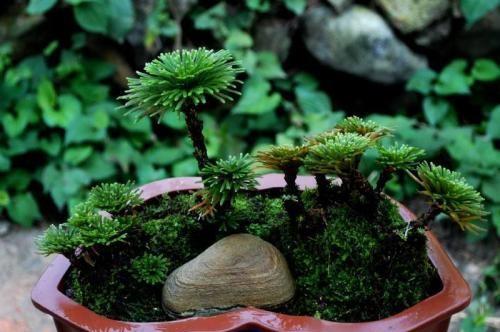 小叶卷柏叶子收起来什么原因