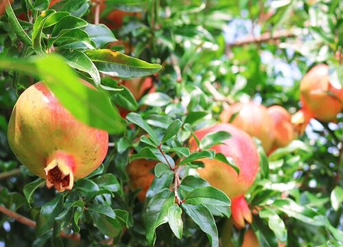 石榴是热带水果吗