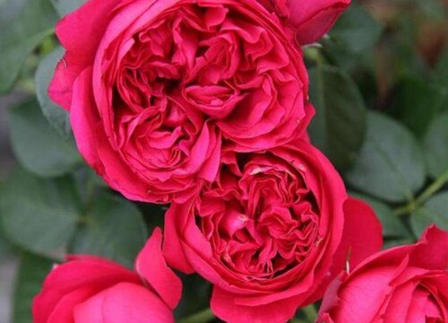 红色龙沙宝石是藤本还是灌木