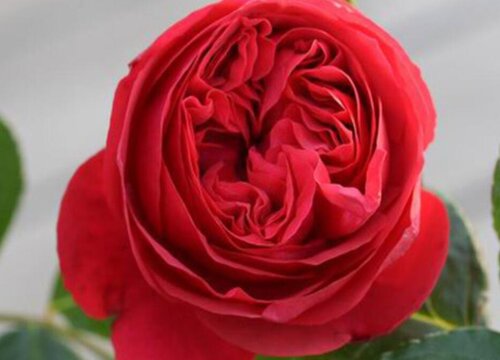 红色龙沙宝石是藤本还是灌木