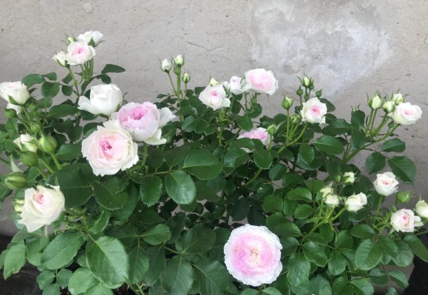 蓝月石月季的优缺点介绍