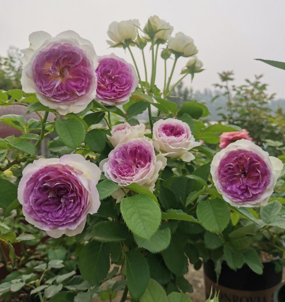 蓝月石月季的优缺点介绍