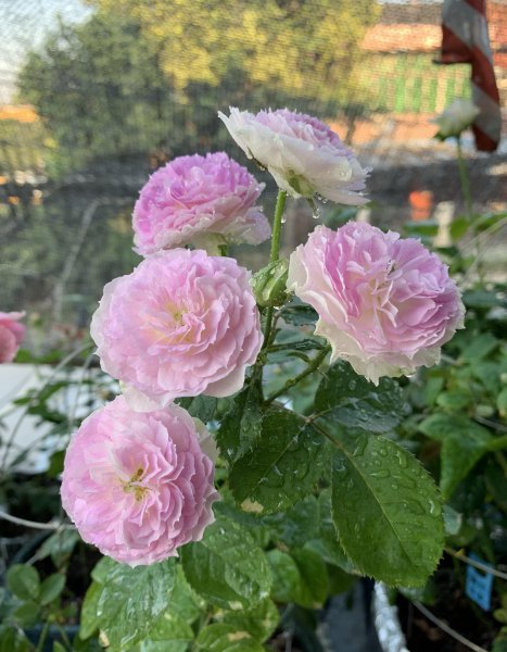 蓝月石月季的优缺点介绍