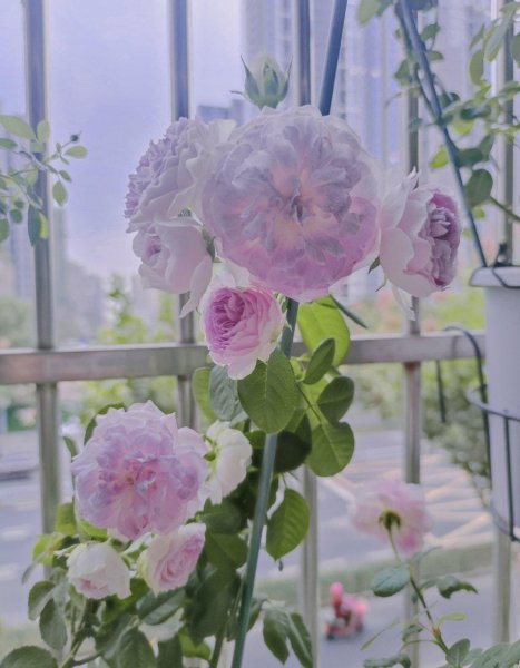 蓝月石月季的优缺点介绍