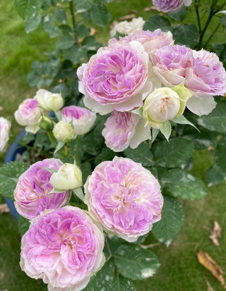 蓝月石月季的优缺点介绍