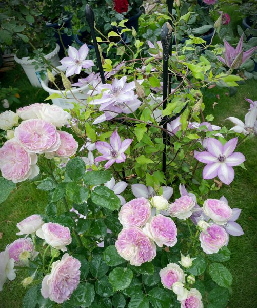 蓝月石月季的优缺点介绍