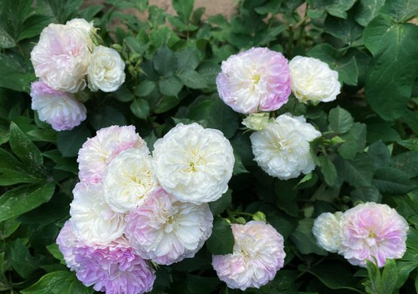 蓝月石月季的优缺点介绍