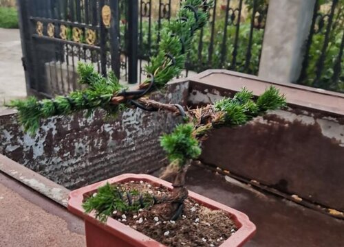 罗汉松什么时间浇水好