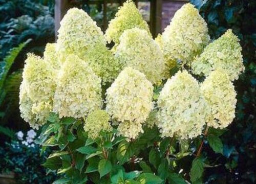 圆锥绣球哪个品种的花最漂亮